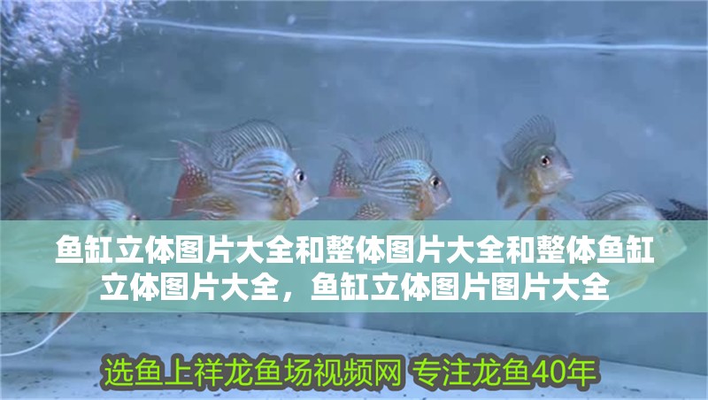 魚缸立體圖片大全和整體圖片大全和整體魚缸立體圖片大全，魚缸立體圖片圖片大全