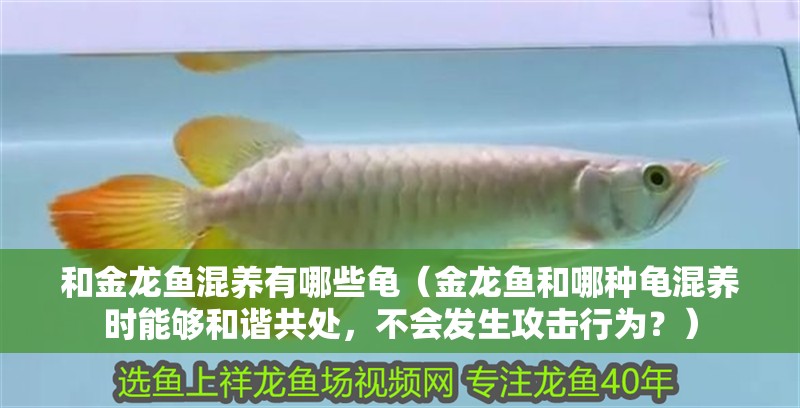 和金龍魚混養(yǎng)有哪些龜（金龍魚和哪種龜混養(yǎng)時能夠和諧共處，不會發(fā)生攻擊行為？）