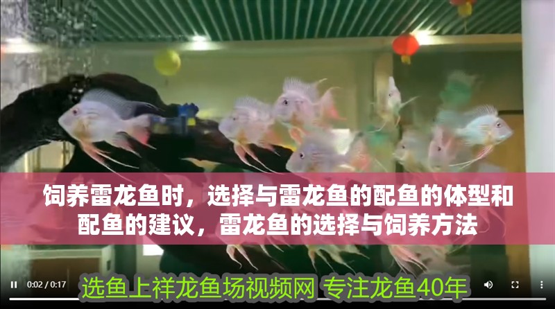 飼養雷龍魚時，選擇與雷龍魚的配魚的體型和配魚的建議，雷龍魚的選擇與飼養方法