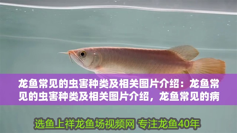 龍魚常見的蟲害種類及相關(guān)圖片介紹：龍魚常見的蟲害種類及相關(guān)圖片介紹，龍魚常見的病蟲害種類及相關(guān)圖片介紹