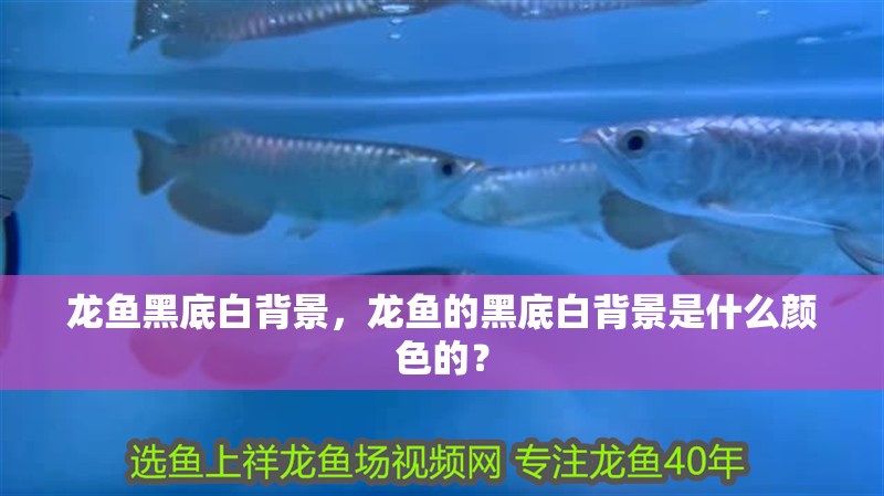 龍魚黑底白背景，龍魚的黑底白背景是什么顏色的？