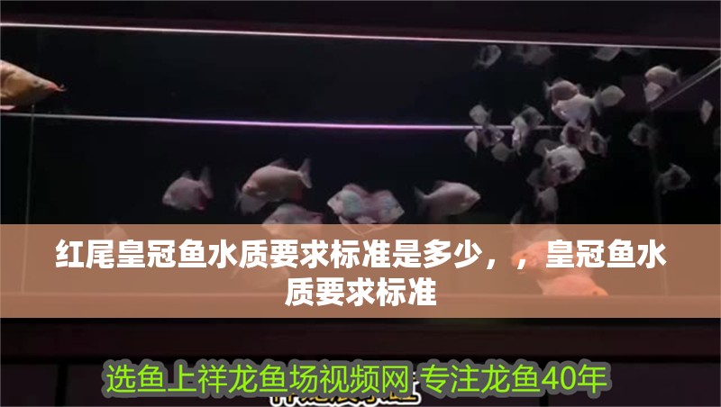 紅尾皇冠魚水質(zhì)要求標(biāo)準(zhǔn)是多少，，皇冠魚水質(zhì)要求標(biāo)準(zhǔn)