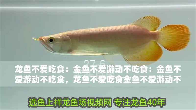 龍魚不愛吃食：金魚不愛游動不吃食：金魚不愛游動不吃食，龍魚不愛吃食金魚不愛游動不吃食