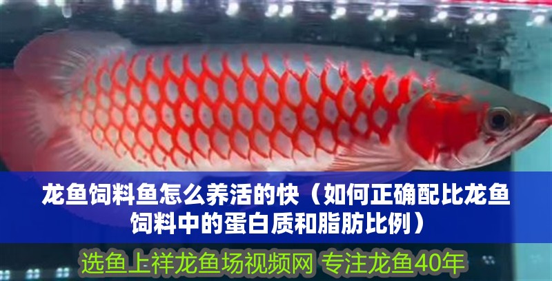 龍魚飼料魚怎么養活的快（如何正確配比龍魚飼料中的蛋白質和脂肪比例）