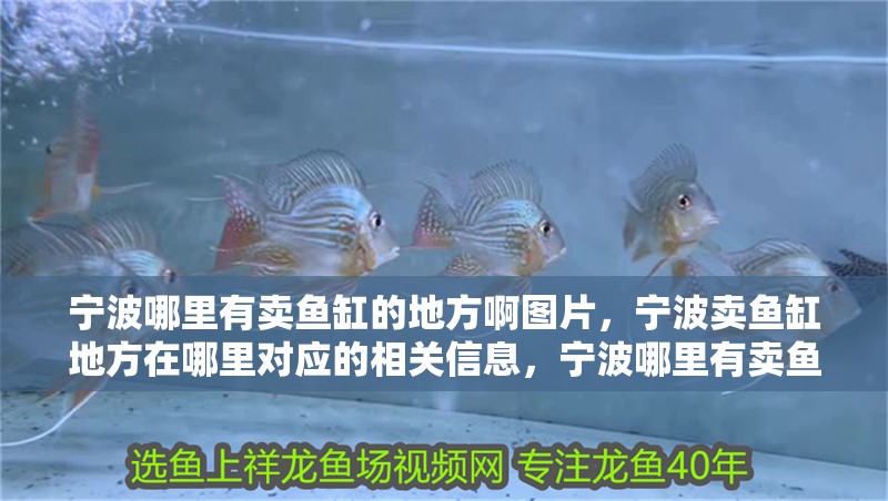 寧波哪里有賣魚缸的地方啊圖片，寧波賣魚缸地方在哪里對應的相關信息，寧波哪里有賣魚缸的地方