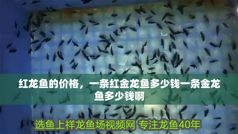 紅龍魚的價格，一條紅金龍魚多少錢一條金龍魚多少錢啊