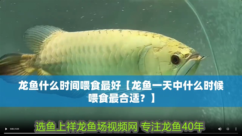龍魚什么時間喂食最好【龍魚一天中什么時候喂食最合適？】