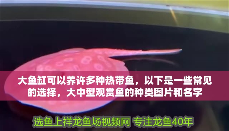 大魚缸可以養許多種熱帶魚，以下是一些常見的選擇，大中型觀賞魚的種類圖片和名字