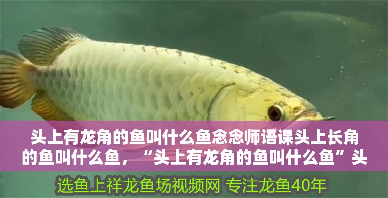 頭上有龍角的魚叫什么魚念念師語課頭上長角的魚叫什么魚，“頭上有龍角的魚叫什么魚”頭上有龍角的魚叫什么魚