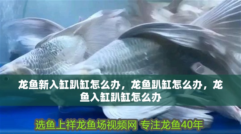 龍魚(yú)新入缸趴缸怎么辦，龍魚(yú)趴缸怎么辦，龍魚(yú)入缸趴缸怎么辦