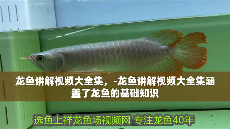 龍魚講解視頻大全集，-龍魚講解視頻大全集涵蓋了龍魚的基礎知識