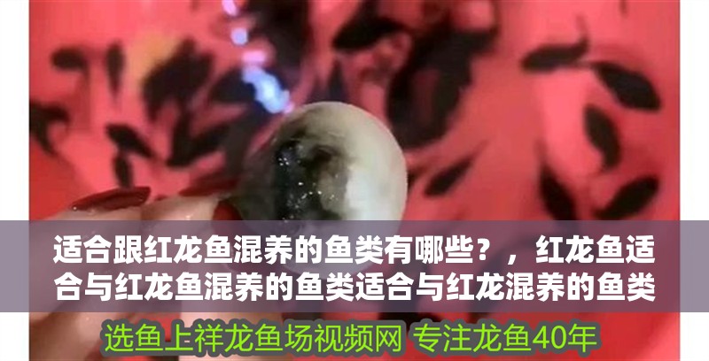 適合跟紅龍魚混養的魚類有哪些？，紅龍魚適合與紅龍魚混養的魚類適合與紅龍混養的魚類