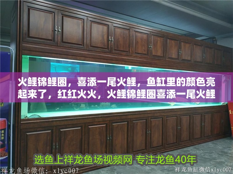 火鯉錦鯉圈，喜添一尾火鯉，魚缸里的顏色亮起來了，紅紅火火，火鯉錦鯉圈喜添一尾火鯉，魚缸里的顏色亮了，興旺發(fā)達啊