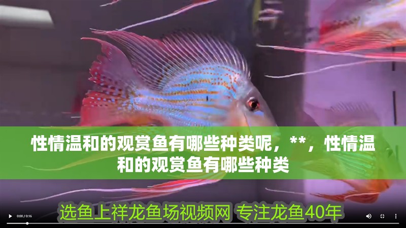 性情溫和的觀賞魚有哪些種類呢，**，性情溫和的觀賞魚有哪些種類