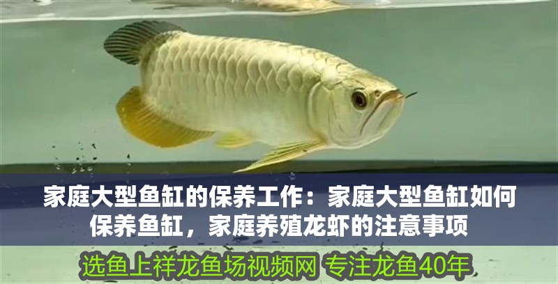 家庭大型魚缸的保養(yǎng)工作：家庭大型魚缸如何保養(yǎng)魚缸，家庭養(yǎng)殖龍蝦的注意事項(xiàng)