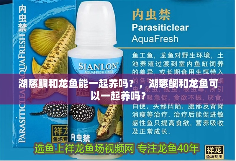 湖慈鯛和龍魚能一起養(yǎng)嗎？，湖慈鯛和龍魚可以一起養(yǎng)嗎？
