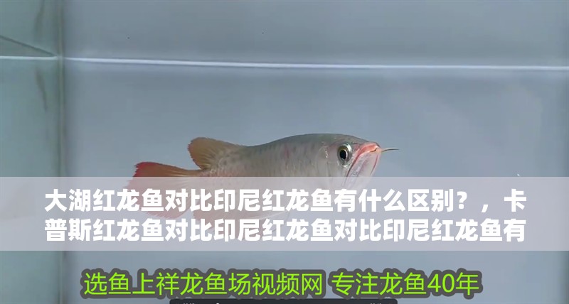 大湖紅龍魚對比印尼紅龍魚有什么區別？，卡普斯紅龍魚對比印尼紅龍魚對比印尼紅龍魚有什么區別