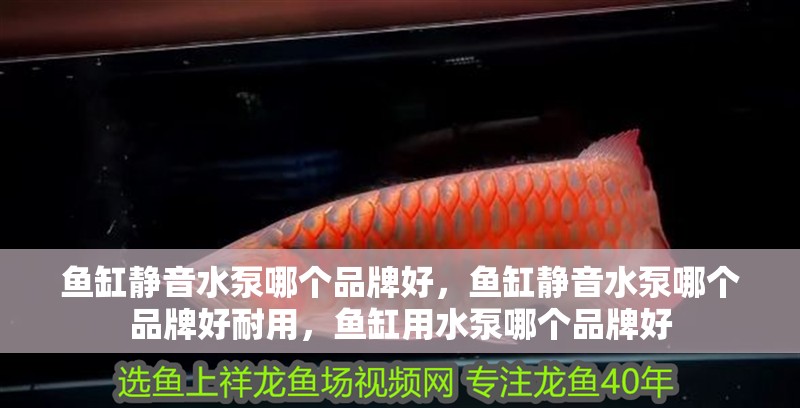 魚缸靜音水泵哪個品牌好，魚缸靜音水泵哪個品牌好耐用，魚缸用水泵哪個品牌好