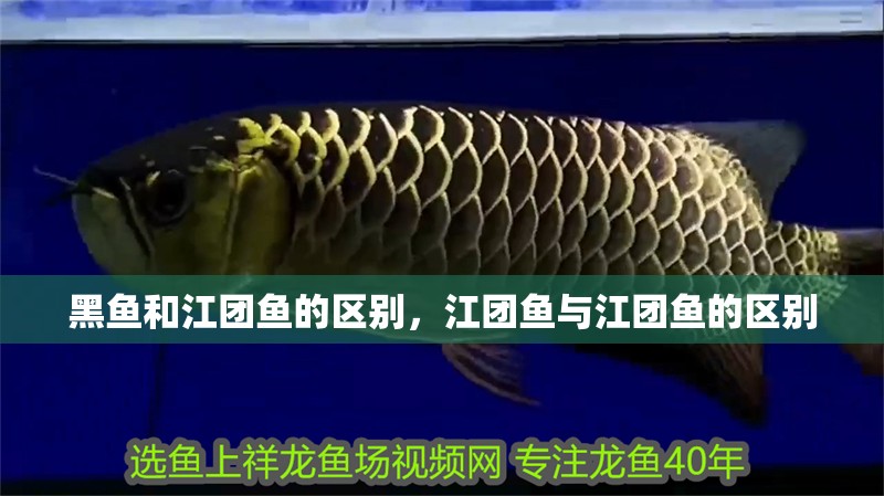 黑魚和江團魚的區別，江團魚與江團魚的區別