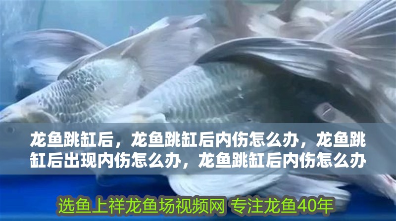 龍魚跳缸后，龍魚跳缸后內傷怎么辦，龍魚跳缸后出現內傷怎么辦，龍魚跳缸后內傷怎么辦