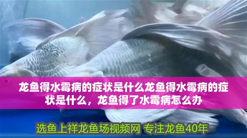 龍魚得水霉病的癥狀是什么龍魚得水霉病的癥狀是什么，龍魚得了水霉病怎么辦 龍魚得水霉病的癥狀是什么龍魚得水霉病的癥狀是什么，龍魚得了水霉病怎么辦 觀賞魚百科 第2張