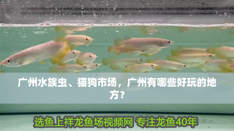 廣州水族蟲、貓狗市場，廣州有哪些好玩的地方？