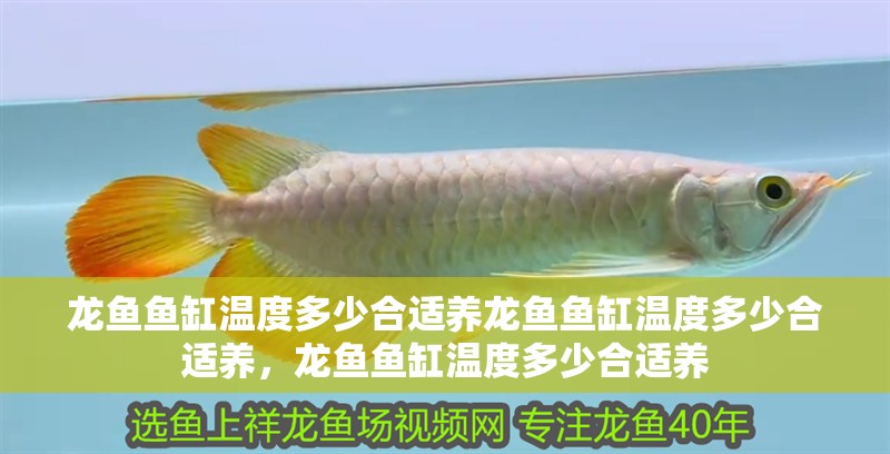 龍魚魚缸溫度多少合適養龍魚魚缸溫度多少合適養，龍魚魚缸溫度多少合適養
