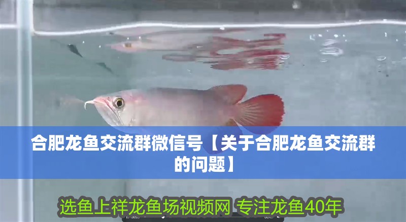 合肥龍魚交流群微信號【關于合肥龍魚交流群的問題】