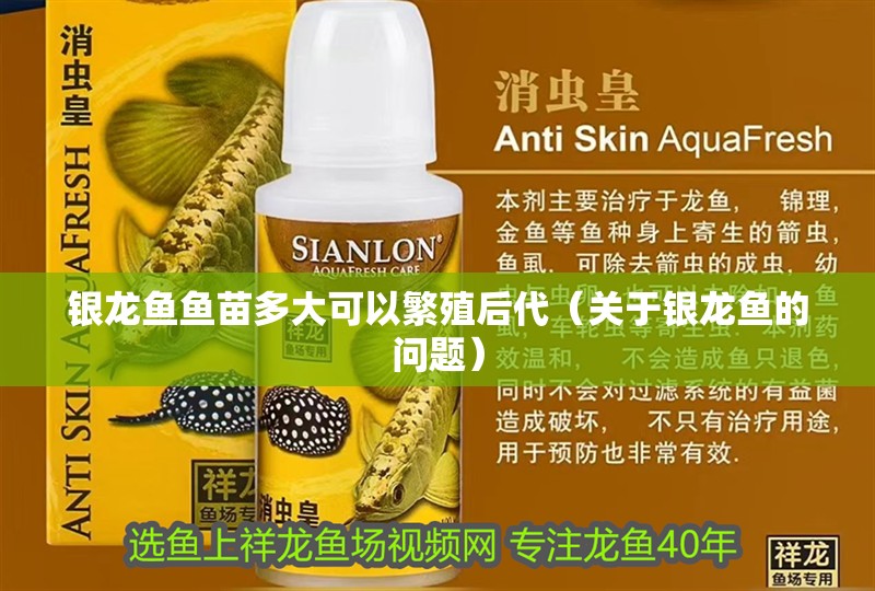 銀龍魚魚苗多大可以繁殖后代（關于銀龍魚的問題） 銀龍魚魚苗多大可以繁殖后代（關于銀龍魚的問題） 觀賞魚百科