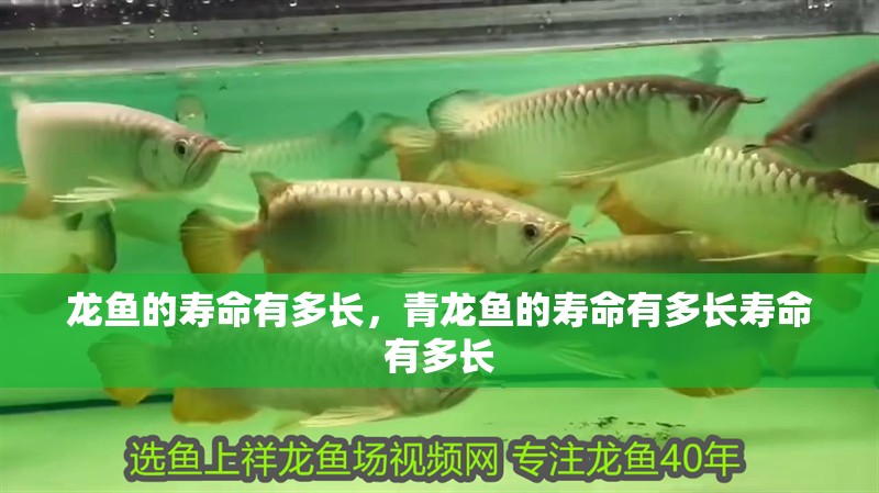 龍魚的壽命有多長，青龍魚的壽命有多長壽命有多長