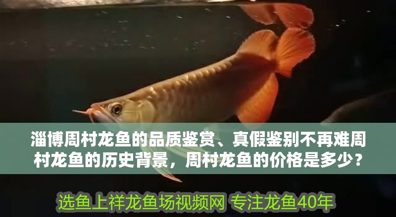 淄博周村龍魚的品質鑒賞、真假鑒別不再難周村龍魚的歷史背景，周村龍魚的價格是多少？
