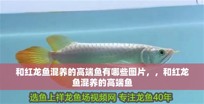 和紅龍魚(yú)混養(yǎng)的高端魚(yú)有哪些圖片，，和紅龍魚(yú)混養(yǎng)的高端魚(yú)