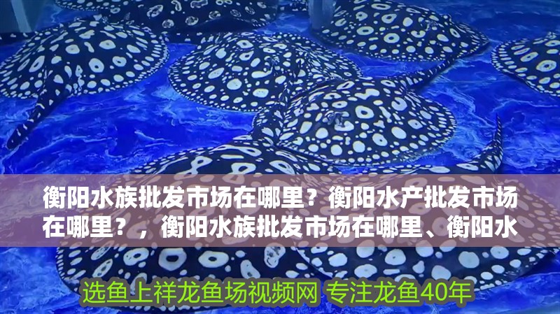 衡陽(yáng)水族批發(fā)市場(chǎng)在哪里？衡陽(yáng)水產(chǎn)批發(fā)市場(chǎng)在哪里？，衡陽(yáng)水族批發(fā)市場(chǎng)在哪里、衡陽(yáng)水產(chǎn)批發(fā)市場(chǎng)在哪里