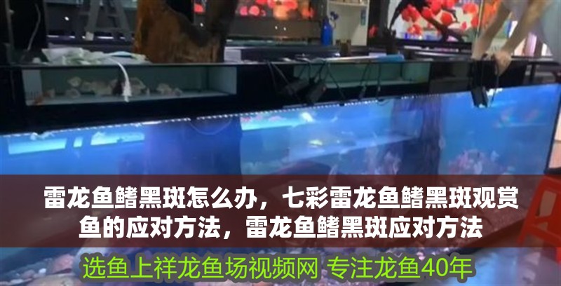 雷龍魚鰭黑斑怎么辦，七彩雷龍魚鰭黑斑觀賞魚的應對方法，雷龍魚鰭黑斑應對方法