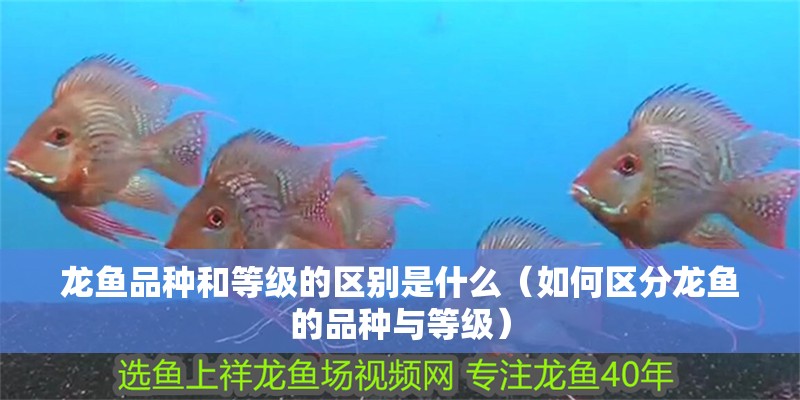 龍魚(yú)品種和等級(jí)的區(qū)別是什么（如何區(qū)分龍魚(yú)的品種與等級(jí)）