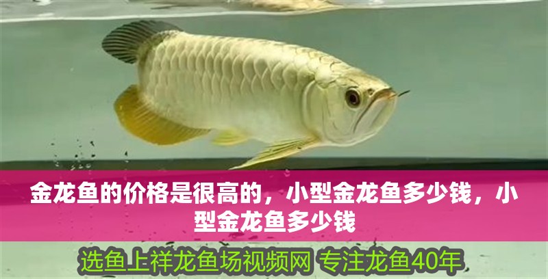 金龍魚的價格是很高的，小型金龍魚多少錢，小型金龍魚多少錢