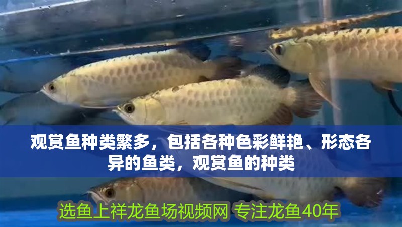 觀賞魚種類繁多，包括各種色彩鮮艷、形態各異的魚類，觀賞魚的種類