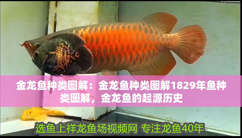 金龍魚種類圖解：金龍魚種類圖解1829年魚種類圖解，金龍魚的起源歷史