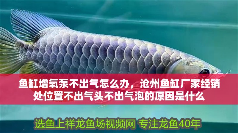 魚缸增氧泵不出氣怎么辦，滄州魚缸廠家經銷處位置不出氣頭不出氣泡的原因是什么
