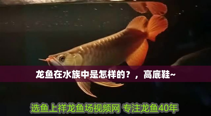 龍魚在水族中是怎樣的？，高底鞋~