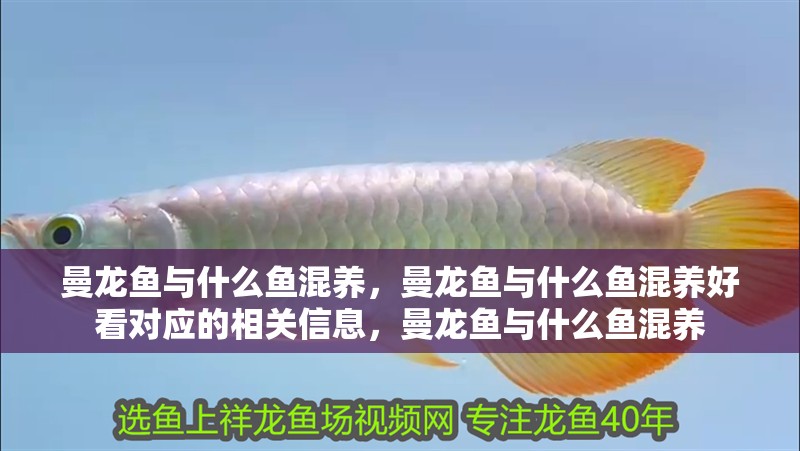 曼龍魚與什么魚混養(yǎng)，曼龍魚與什么魚混養(yǎng)好看對(duì)應(yīng)的相關(guān)信息，曼龍魚與什么魚混養(yǎng)