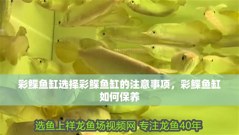 彩鰈魚缸選擇彩鰈魚缸的注意事項，彩鰈魚缸如何保養