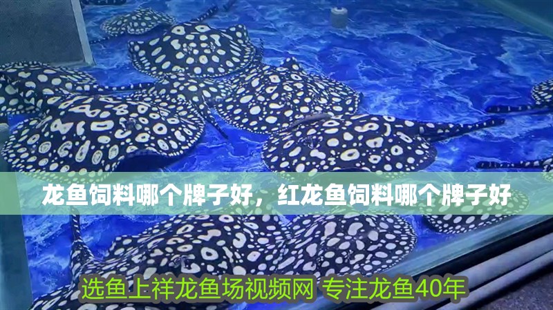 龍魚飼料哪個牌子好，紅龍魚飼料哪個牌子好