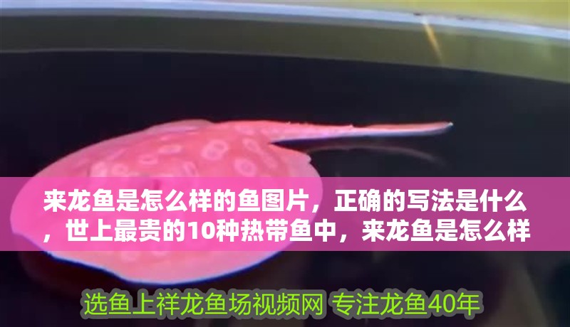 來龍魚是怎么樣的魚圖片，正確的寫法是什么，世上最貴的10種熱帶魚中，來龍魚是怎么樣的魚圖片