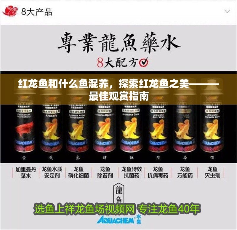 紅龍魚(yú)和什么魚(yú)混養(yǎng)，探索紅龍魚(yú)之美———最佳觀賞指南
