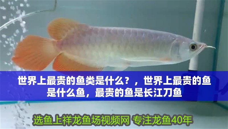 世界上最貴的魚類是什么？，世界上最貴的魚是什么魚，最貴的魚是長江刀魚