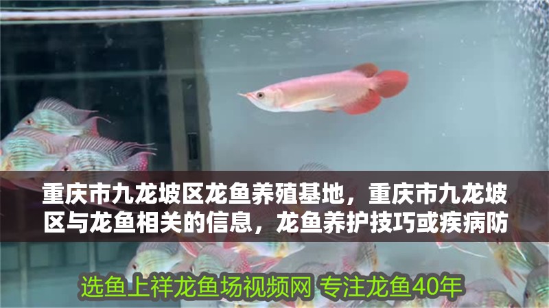 重慶市九龍坡區龍魚養殖基地，重慶市九龍坡區與龍魚相關的信息，龍魚養護技巧或疾病防治