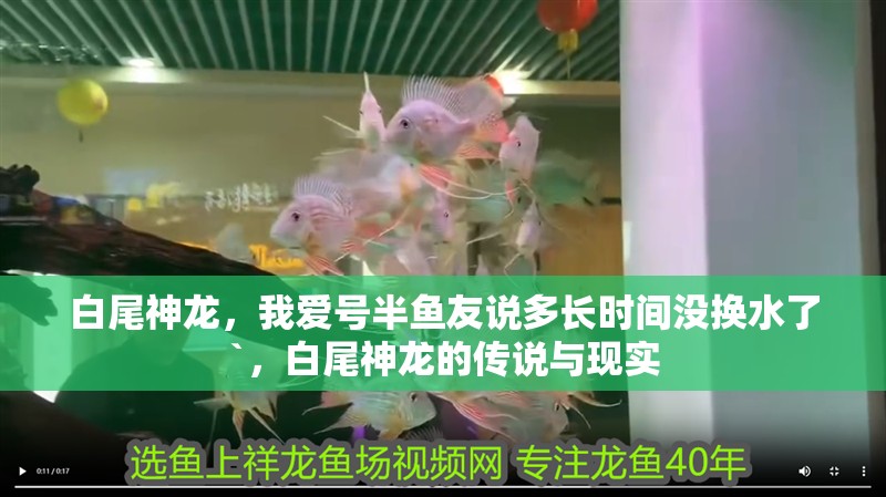 白尾神龍，我愛(ài)號(hào)半魚(yú)友說(shuō)多長(zhǎng)時(shí)間沒(méi)換水了`，白尾神龍的傳說(shuō)與現(xiàn)實(shí)