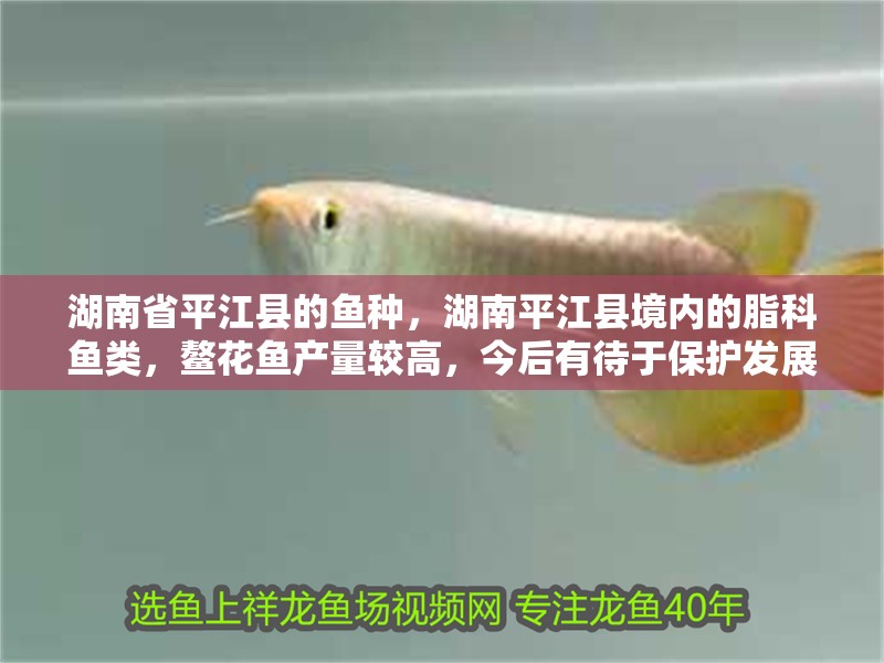 湖南省平江縣的魚種，湖南平江縣境內的脂科魚類，鰲花魚產量較高，今后有待于保護發展