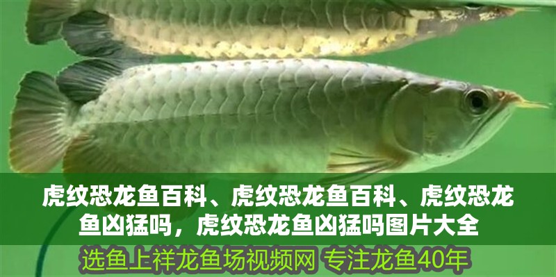 虎紋恐龍魚百科、虎紋恐龍魚百科、虎紋恐龍魚兇猛嗎，虎紋恐龍魚兇猛嗎圖片大全